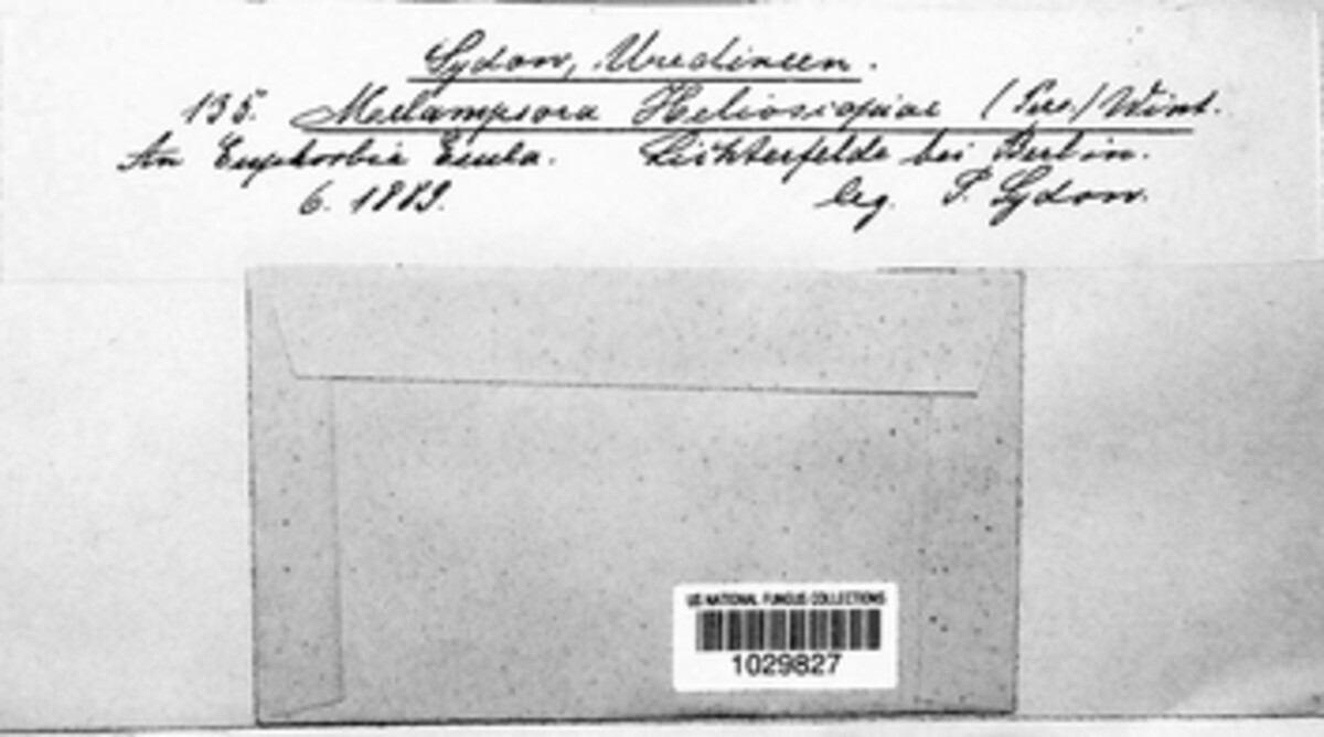 Melampsora euphorbiae image